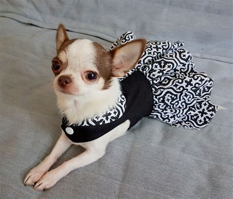 cute dog clothes for chihuahuas.